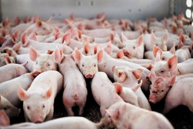 Giá heo hơi ngày 09/01/2020: Thị trường miền Bắc dần ổn định trở lại