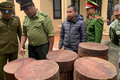Hà Giang: Thu giữ 163 khúc gỗ nghiến vận chuyển trái phép