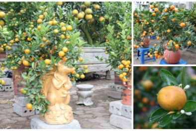 Sát Tết: Quất trên lưng chuột vàng, quất trong bình gốm sứ hút khách thủ đô