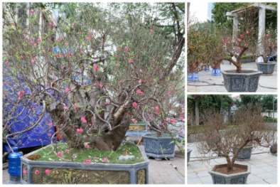 Ngắm đào bonsai cổ thụ giá tiền triệu phục vụ người dân Hà thành chơi Tết