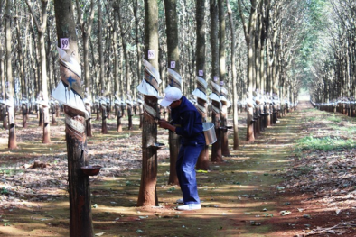 Cao su Phước Hòa giảm lãi 95% trong quý IV/2019 