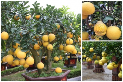 Ngắm bưởi bonsai giá tiền triệu hút khách thủ đô trưng Tết