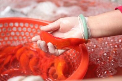 Cá chép cúng ông Công ông Táo ‘đắt khách'