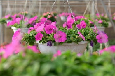 Làng hoa Xuân Quan rực rỡ sắc màu trong những ngày Tết đến