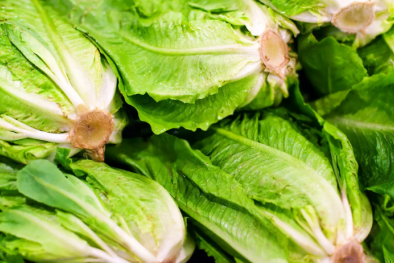 Kết luận cuối cùng về việc xà lách romaine bị nhiễm vi khuẩn E.coli