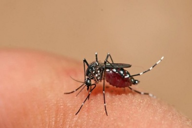 Ý tưởng công nghệ độc đáo: Chỉnh sửa gen của muỗi để chống sốt xuất huyết 