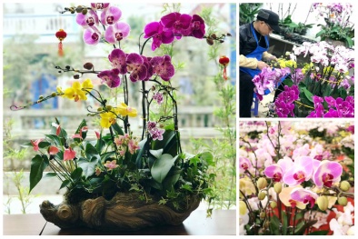 Ngắm lan Đà Lạt đắt đỏ phục vụ người dân thủ đô đón Tết Canh Tý