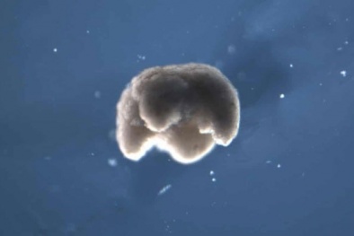 Chế tạo thành công robot 'sống' từ tế bào ếch châu Phi