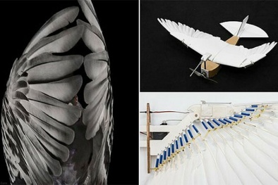 Robot đầu tiên uốn cong đôi cánh bay lượn như chim