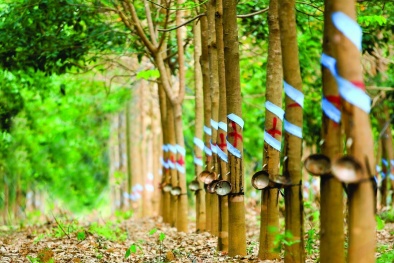 Tập đoàn Cao su (GVR) đạt 3.991 tỷ đồng lợi nhuận sau thuế năm 2019