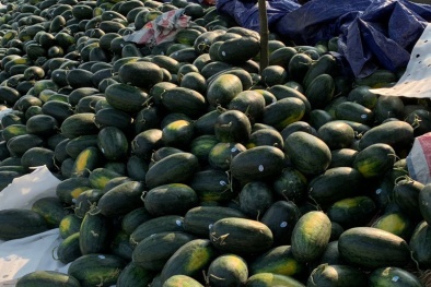 Ứng phó dịch virus corona, ngành nông nghiệp biến thách thức thành cơ hội