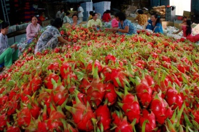 Triển khai quyết liệt các giải pháp giúp hoạt động xuất nhập khẩu vượt khó