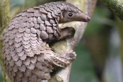 Phát hiện loài vật nghi là vật chủ trung gian virus corona