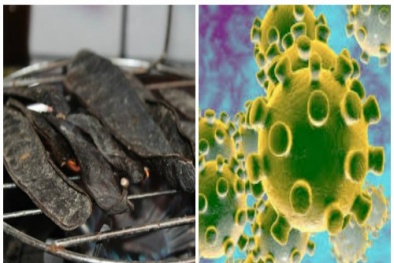 Đốt bồ kết, bôi dầu tràm để tiêu diệt virus corona là suy nghĩ phản khoa học