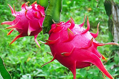 2.000 tấn thanh long được thông quan xuất sang Trung Quốc