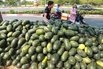 Nông nghiệp Việt giữa 'cơn bão' dịch bệnh virus Corona