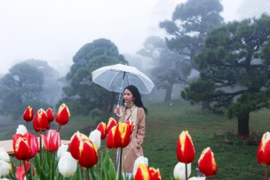 Những khoảnh khắc mùa xuân tuyệt đẹp trên đỉnh thiêng Fansipan