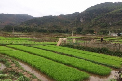 Vi phạm về sản xuất, buôn bán giống cây trồng có thể phạt đến 100 triệu đồng