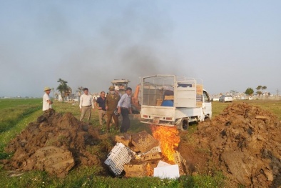 Tiêu hủy lượng lớn gia cầm không rõ nguồn gốc