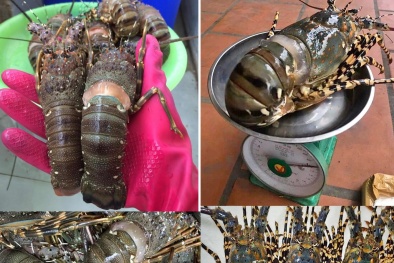 Sôi động thị trường 'giải cứu' tôm hùm