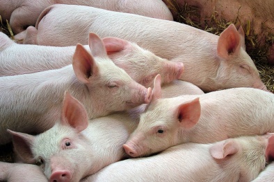 Giá heo hơi ngày 20/02/2020: Nhiều nơi tiếp tục giảm mạnh
