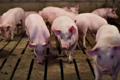 Giá heo hơi ngày 21/02/2020: Thị trường miền Nam bất ngờ nhíc giá