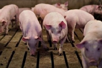 Giá heo hơi ngày 24/02/2020: Một số nơi bất ngờ tăng giá lên 80.000/kg