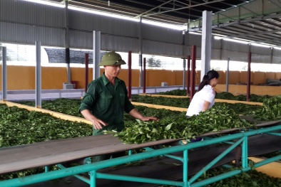 Thắt chặt hàm lượng tồn dư hóa chất đối với mặt hàng chè nhập khẩu