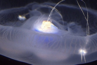 Các nhà khoa học biến sứa sống thành robot bơi nhanh gấp ba lần 