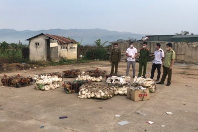 Điện Biên: Ngăn chặn 500 kg gà, ngan thịt không có giấy chứng nhận kiểm dịch động vật