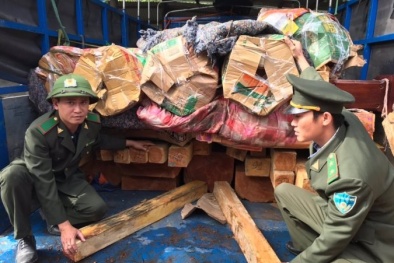 Chặn đứng hành vi vận chuyển gỗ quý hiếm trái phép