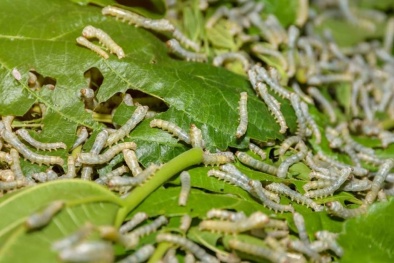 Đề nghị tạo điều kiện thuận lợi nhập giống tằm phục vụ phát triển ngành dâu tằm tơ 