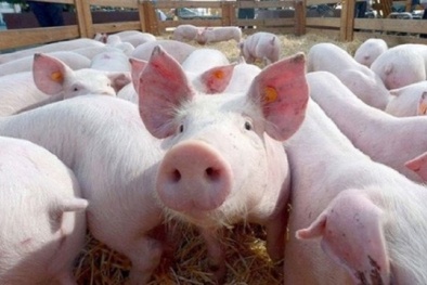 Giá heo hơi ngày 05/03/2020: Thị trường cả nước trên đà tăng mạnh