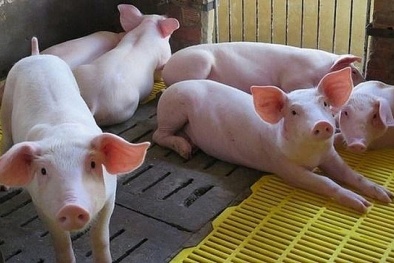 Giá heo hơi ngày 07/03/2020: Cả nước đồng loạt tăng giá mạnh 
