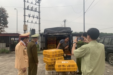 Vận chuyển 500 con chim bồ câu không có giấy kiểm dịch bị thu giữ