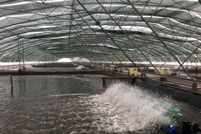 Ứng dụng đồng bộ nhiều giải pháp để nâng cao năng suất, chất lượng tôm nuôi