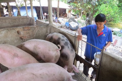 Bộ NN&PTNT: Lượng thịt lợn đủ cung ứng cho nhu cầu trong nước