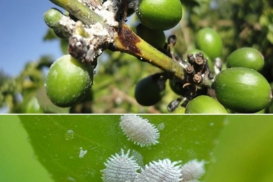 Đánh bay rệp sáp – mối nguy hại hàng đầu của người trồng cà phê
