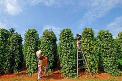 Giá nông sản hôm nay 15/3: Cà phê, hồ tiêu đồng loạt đi ngang