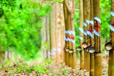 Cao su Phước Hòa: Dự thu 2.460 tỷ đồng, lãi trước thuế 1.148 tỷ đồng năm 2020