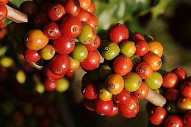 Giá nông sản hôm nay 19/3: Cà phê tăng nhẹ, hồ tiêu đi ngang