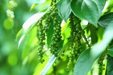 Giá nông sản hôm nay 20/3: Quay đầu giảm