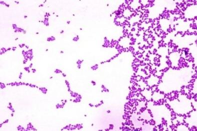 Vi khuẩn có thể thiết lập cấu trúc sinh sống giống như con người