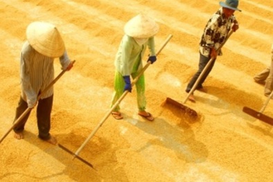 Năm 2020, Việt Nam dư 13,5 triệu tấn lúa cho xuất khẩu 