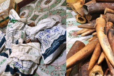 Bắt giữ xe tải ngang nhiên chở hơn 2 tạ ngà voi đi tiêu thụ