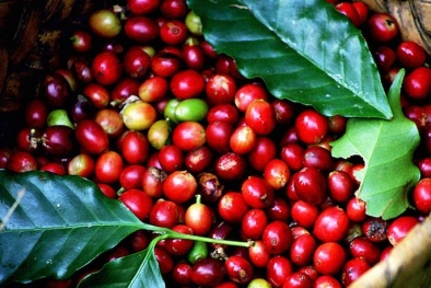 Giá nông sản hôm nay 30/3: Cà phê tiếp tục giảm sâu