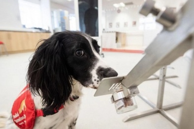 Anh: Huấn luyện chó nghiệp vụ phát hiện người có dấu hiệu nhiễm Covid-19