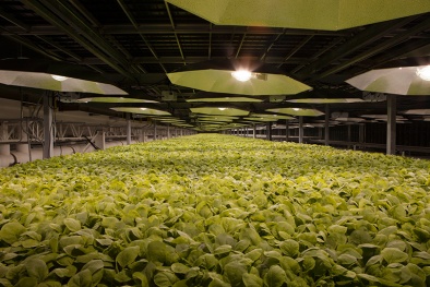 Anh sẽ thử nghiệm vắc-xin phòng bệnh Covid-19 chiết xuất từ cây thuốc lá