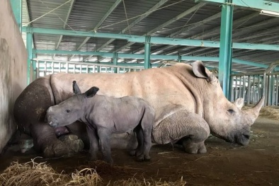Vinpearl Safari chào đón cá thể tê giác thứ 3 chào đời