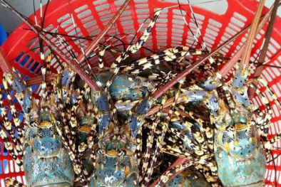 Tôm hùm bất ngờ giảm giá, rẻ hơn cả thời điểm giải cứu